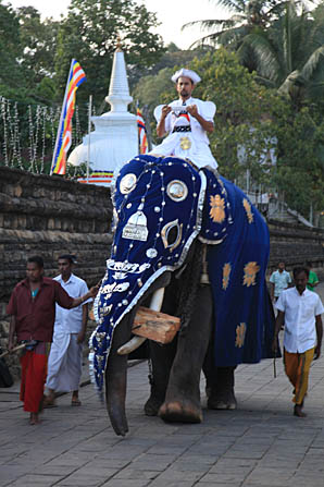 Voor de Perahera opgesierde olifant